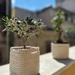 Domus Mea Apartment Carini